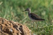 Wood sandpiper