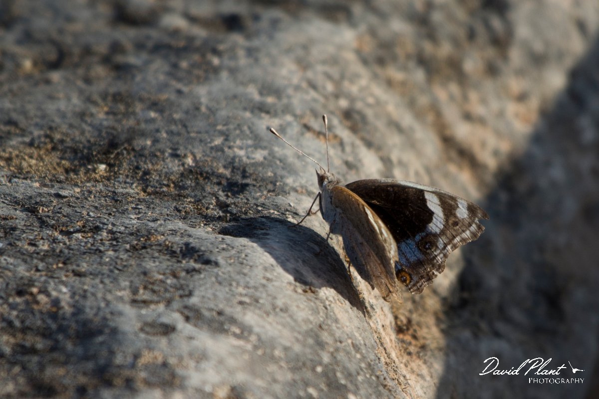 DPPhotography - Oman - Blue pansy - A.jpg - Blue pansy, Precis orithya - Ayn Sahnawt, Oman