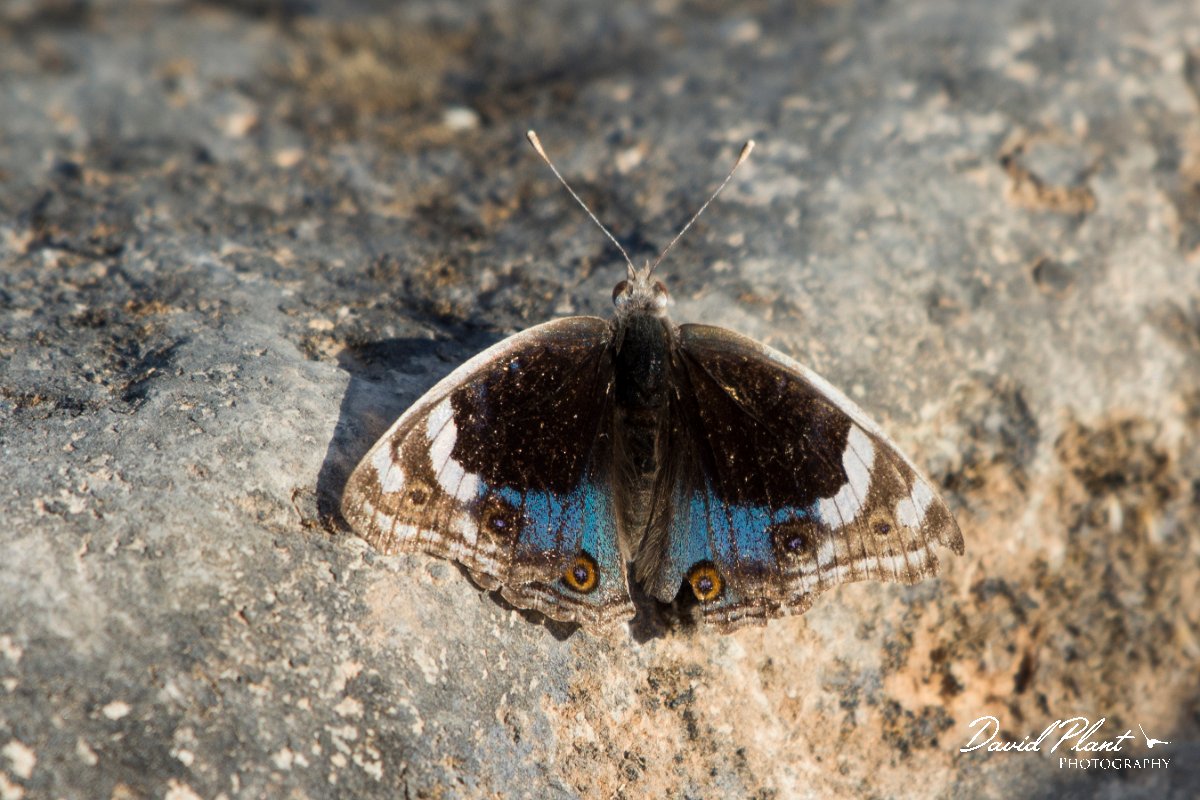 DPPhotography - Oman - Blue pansy - B.jpg - Blue pansy, Precis orithya - Ayn Sahnawt, Oman