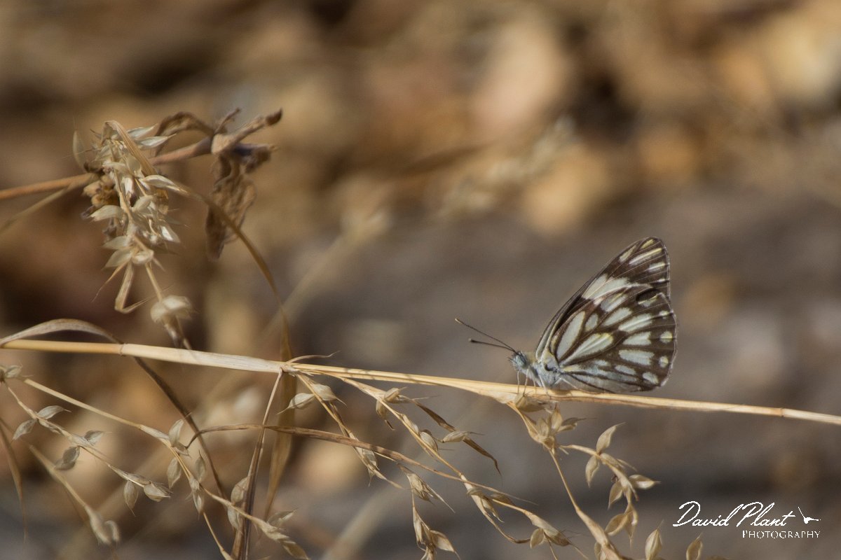 DPPhotography - Oman - Caper white - A.jpg - Caper white, Anaphaeis aurota - Tawi Atayr, Oman