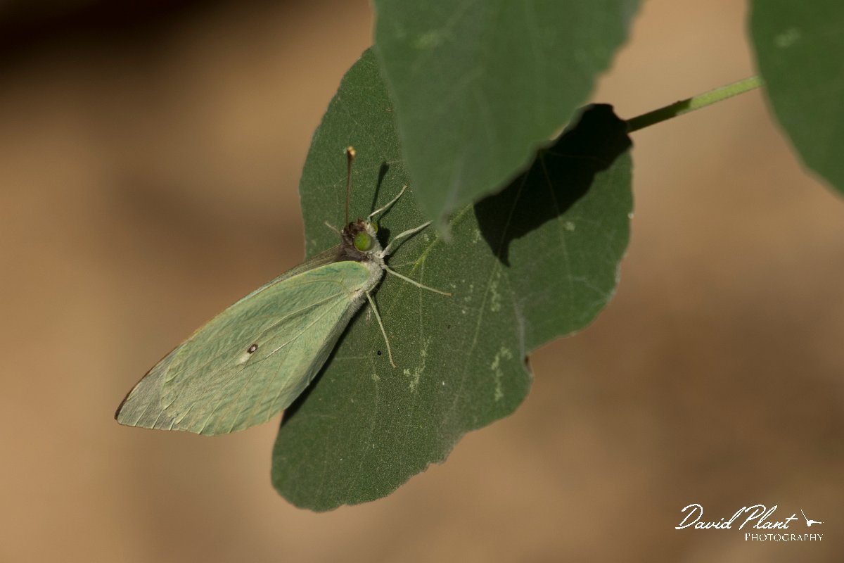 DPPhotography - Oman - Plain vagrant - A.jpg - Plain vagrant, Nepheronia buqueti - Ayn Sahnawt, Oman