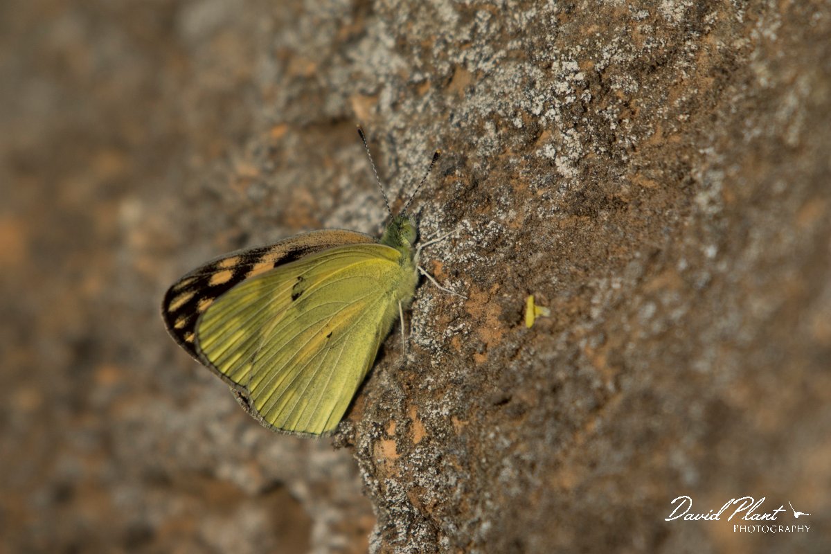 DPPhotography - Oman - Small salmon arab - A.jpg - Small salmon arab, Colotis calais - Ayn Sahnawt, Oman