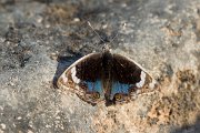 DPPhotography - Oman - Blue pansy - B