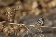 DPPhotography - Oman - Caper white - A