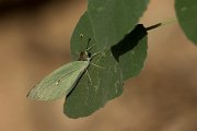 DPPhotography - Oman - Plain vagrant - A
