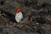 DPPhotography - Oman - Scarlet tip - A