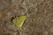 DPPhotography - Oman - Small salmon arab - A