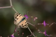 DPPhotography - Oman - Small salmon arab - C