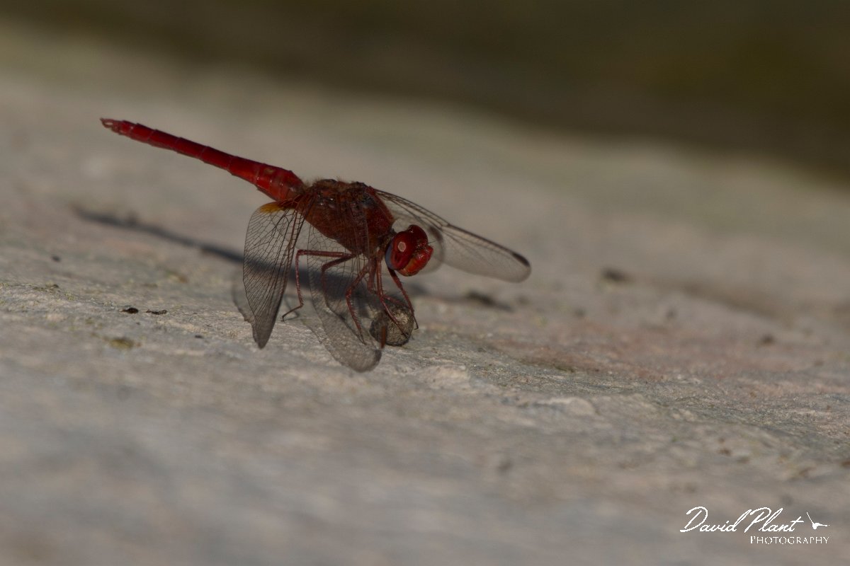 DPPhotography - Oman - Broad scarlet - A.jpg - Broad scarlet, Crocothemis erythraea - Mudayy Oasis, Oman