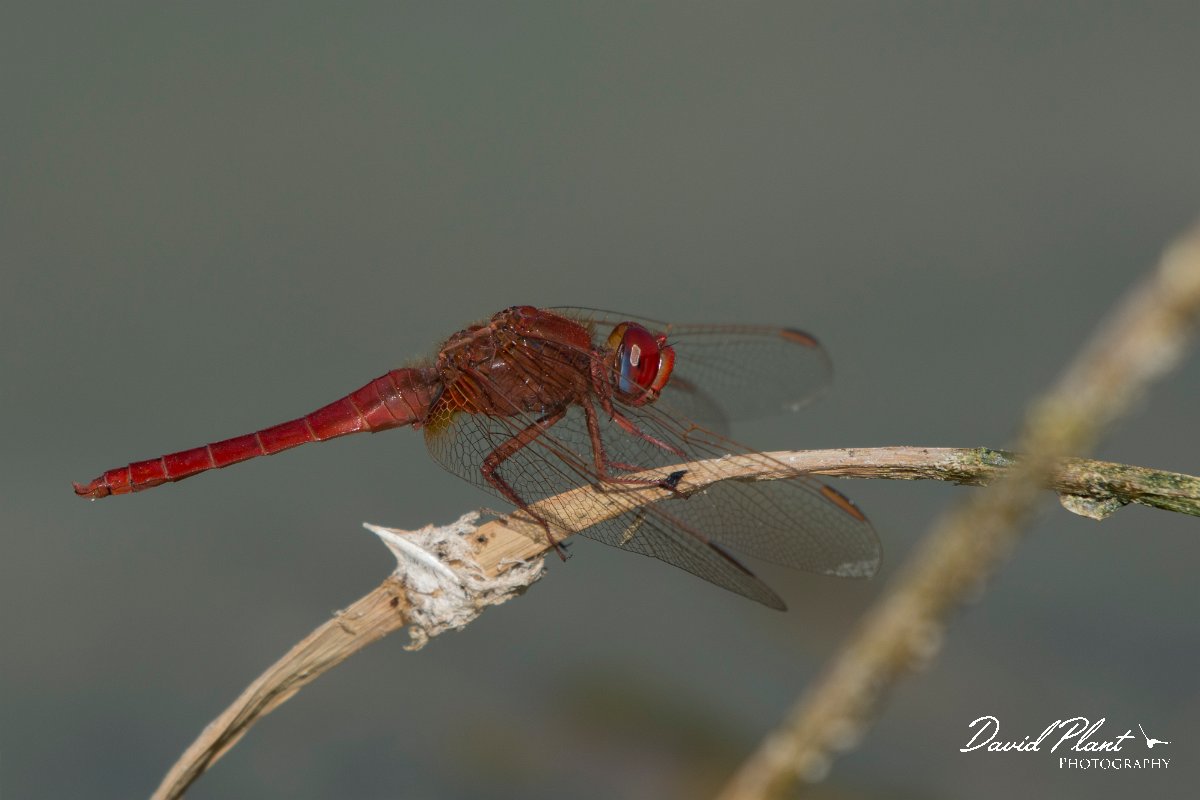 DPPhotography - Oman - Broad scarlet - D.jpg - Broad scarlet, Crocothemis erythraea - Mudayy Oasis, Oman