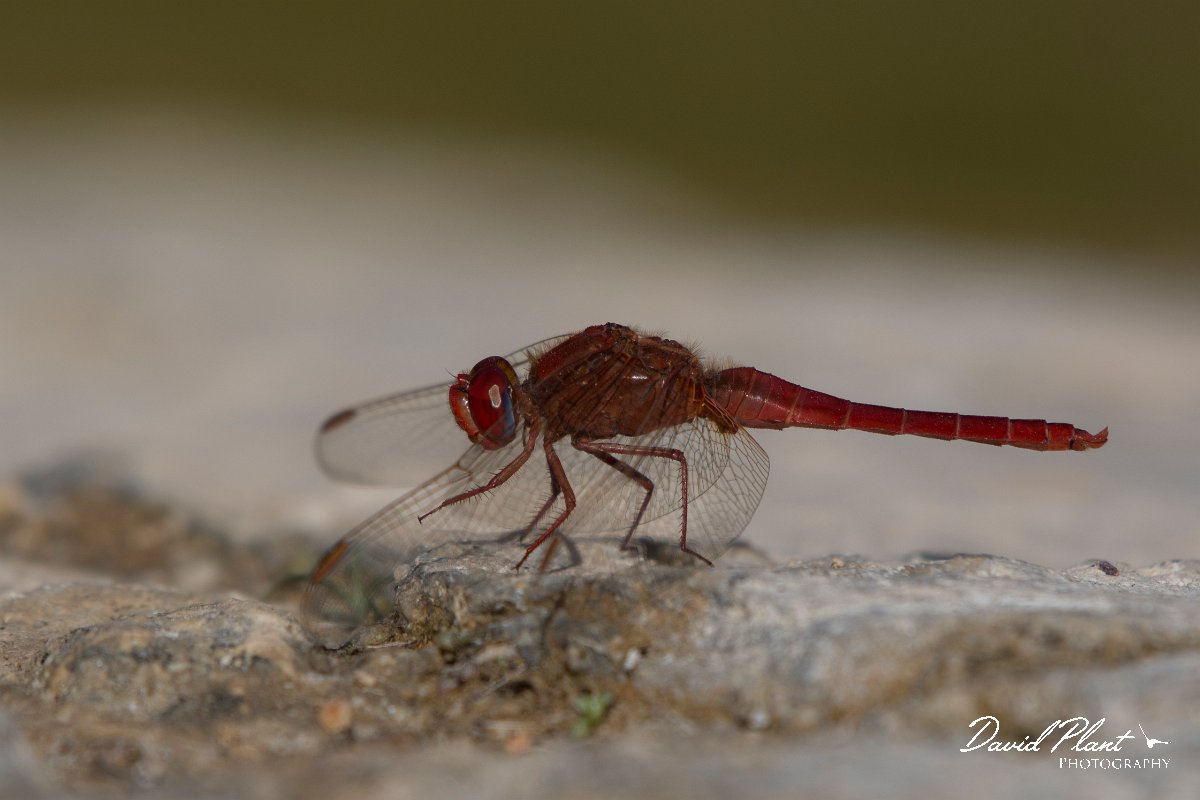 DPPhotography - Oman - Broad scarlet - E.jpg - Broad scarlet, Crocothemis erythraea - Mudayy Oasis, Oman