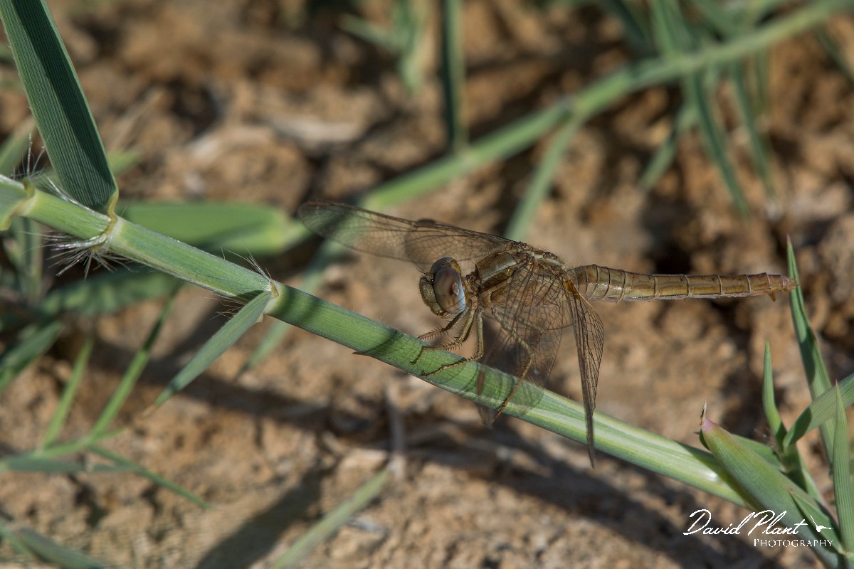 DPPhotography - Oman - Broad scarlet - F.jpg - Broad scarlet, Crocothemis erythraea - Muntasar Oasis, Oman