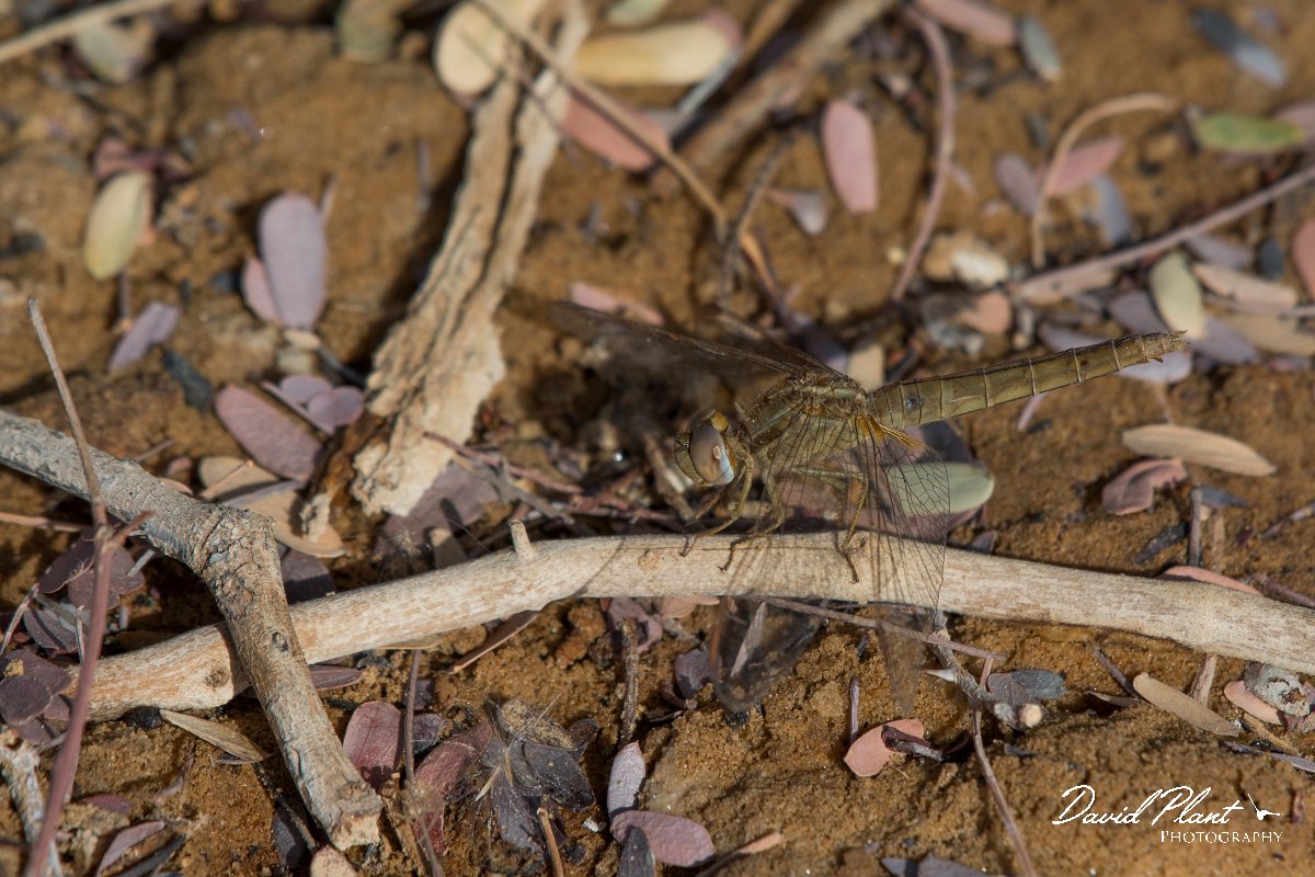 DPPhotography - Oman - Broad scarlet - H.jpg - Broad scarlet, Crocothemis erythraea - Muntasar Oasis, Oman