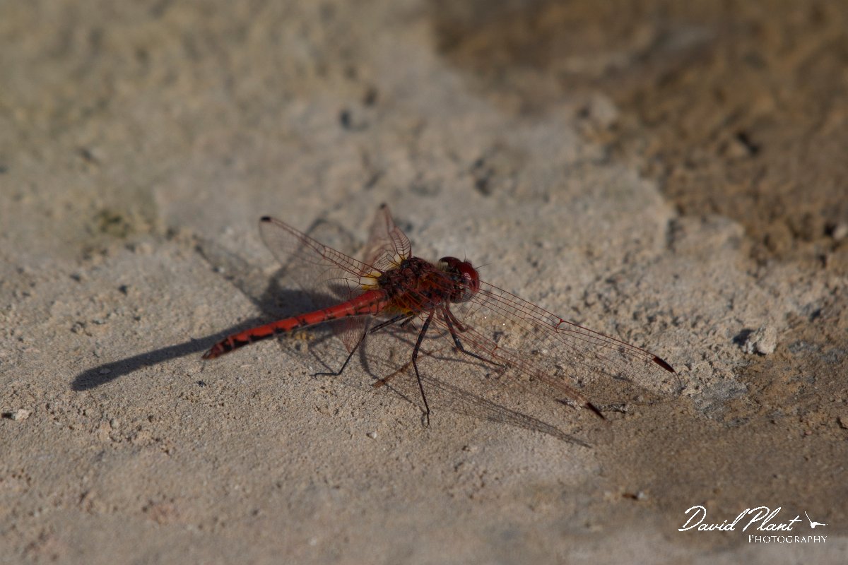 DPPhotography - Oman - Red-veined darter - A.jpg - Red-veined dropwing, Trithemis arteriosa - Mudayy Oasis, Oman