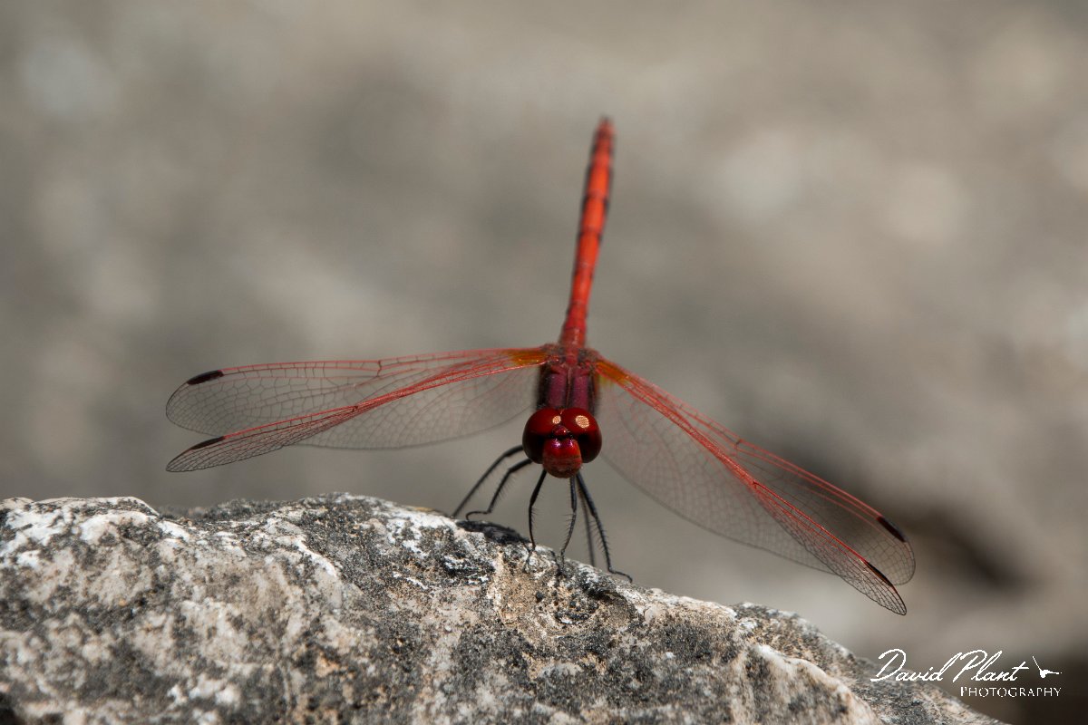 DPPhotography - Oman - Red-veined darter - E.jpg - Red-veined dropwing, Trithemis arteriosa - Wadi Hanna, Oman