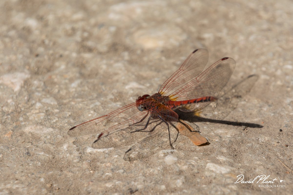 DPPhotography - Oman - Red-veined darter - F.jpg - Red-veined dropwing, Trithemis arteriosa - Wadi Hanna, Oman