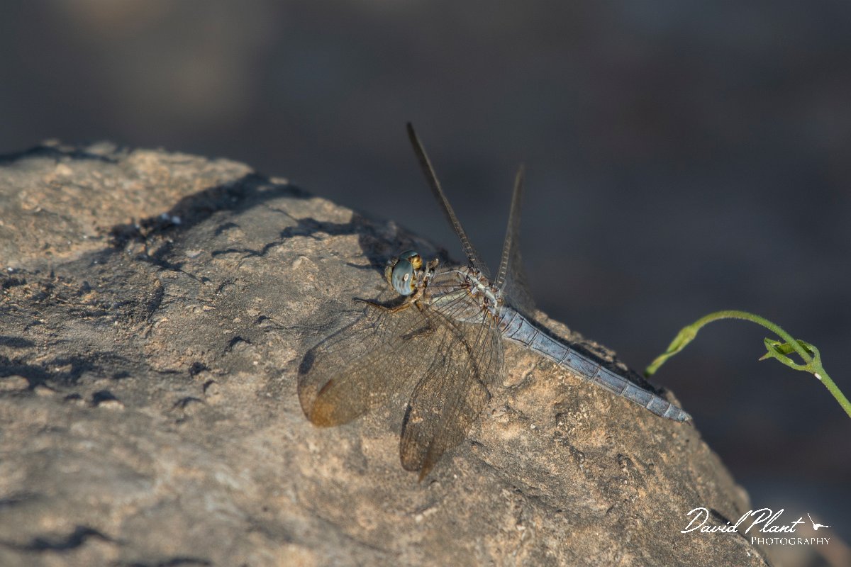 DPPhotography - Oman - Small skimmer - B.jpg - Small skimmer, Orthetrum taeniolatum - Ayn Sahnawt, Oman
