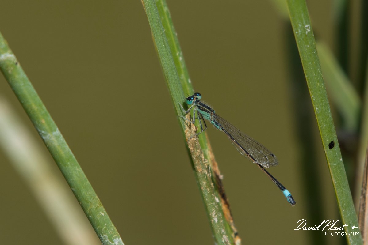 DPPhotography - Oman - Tropical bluetail - A.jpg - Tropical bluetail, Ischnura senegalensis - Mudayy Oasis, Oman