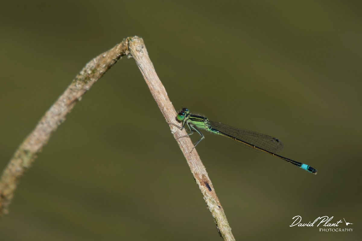 DPPhotography - Oman - Tropical bluetail - B.jpg - Tropical bluetail, Ischnura senegalensis - Mudayy Oasis, Oman