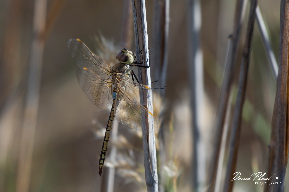 DPPhotography - Oman - Vagrant emperor - A.jpg - Vagrant emperor, Anax ephippiger - Muntasar Oasis, Oman