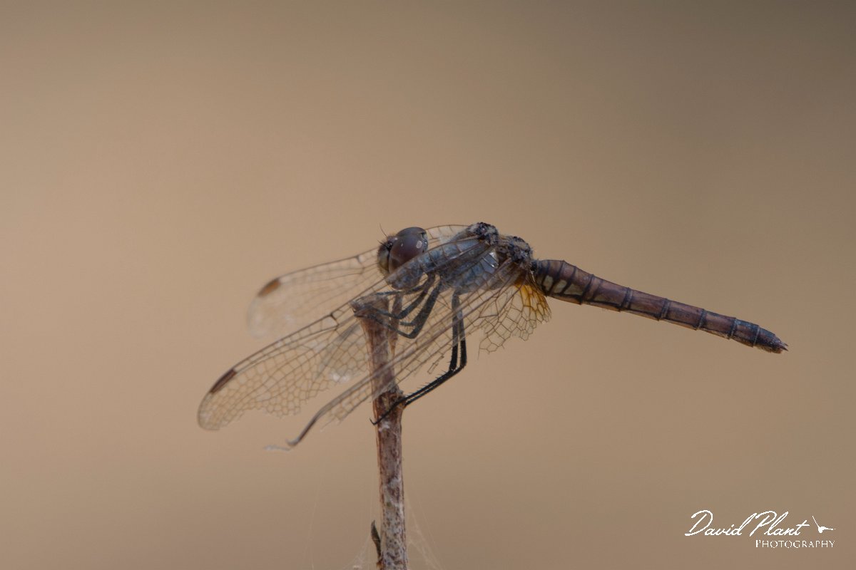 DPPhotography - Oman - Violet dropwing - A.jpg - Violet dropwing, Trithemis annulata - Wadi Darbat, Oman