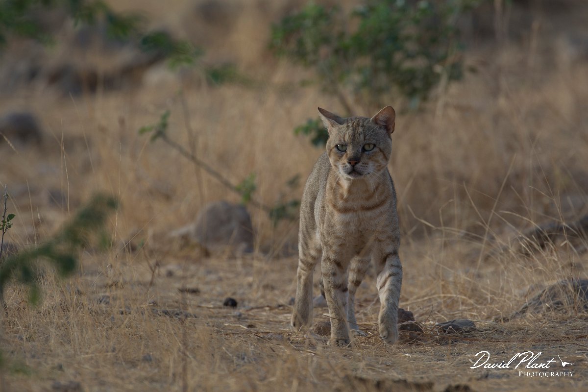 DPPhotography - Oman - African wildcat - A.jpg - African wildcat, Felis lybica - Ain Tobruq, Oman