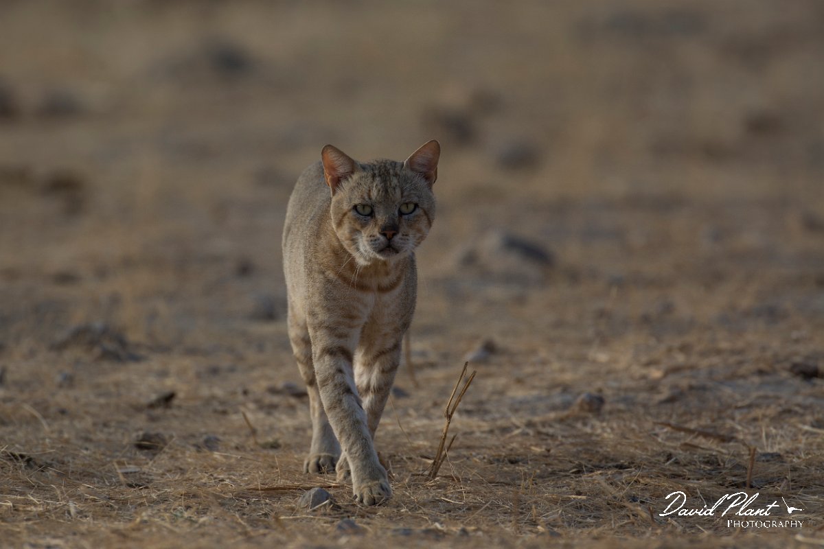 DPPhotography - Oman - African wildcat - B.jpg - African wildcat, Felis lybica - Ain Tobruq, Oman