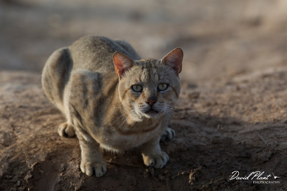 DPPhotography - Oman - African wildcat - E.jpg - African wildcat, Felis lybica - Ain Tobruq, Oman