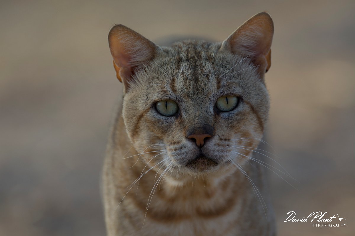 DPPhotography - Oman - African wildcat - G.jpg - African wildcat, Felis lybica - Ain Tobruq, Oman