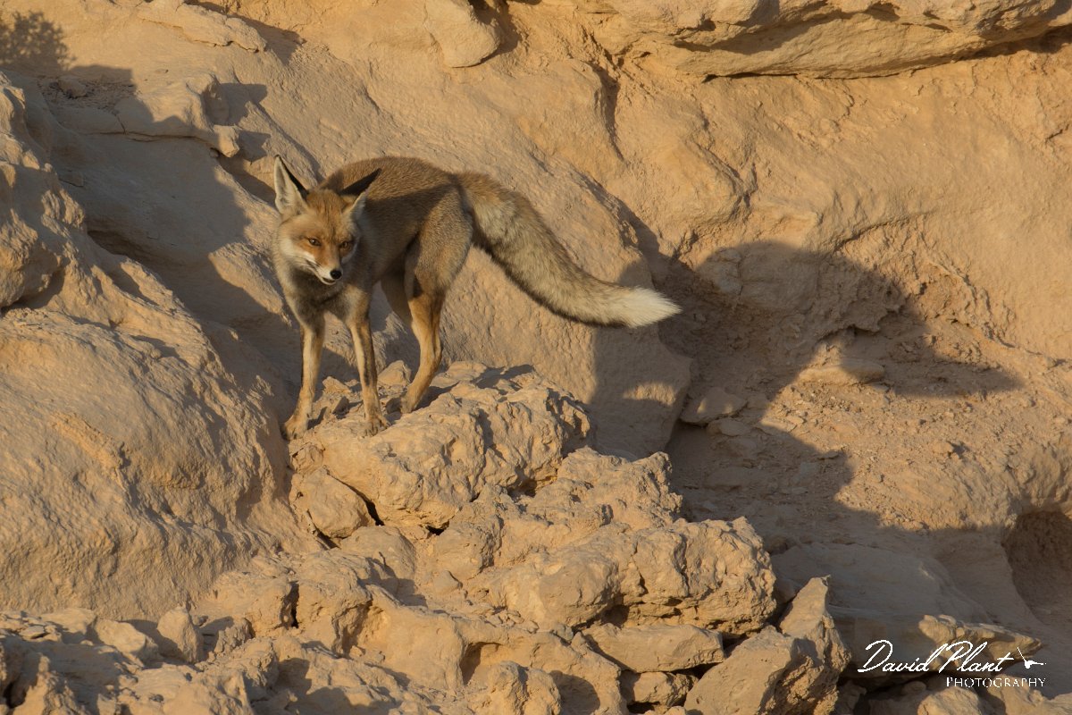 DPPhotography - Oman - Arabian red fox - A.jpg - Arabian red fox, Vulpes vulpes arabica - Mudayy Oasis, Oman