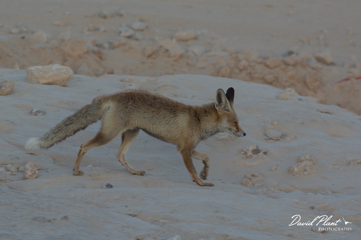 DPPhotography - Oman - Arabian red fox - B.jpg - Arabian red fox, Vulpes vulpes arabica - Mudayy Oasis, Oman