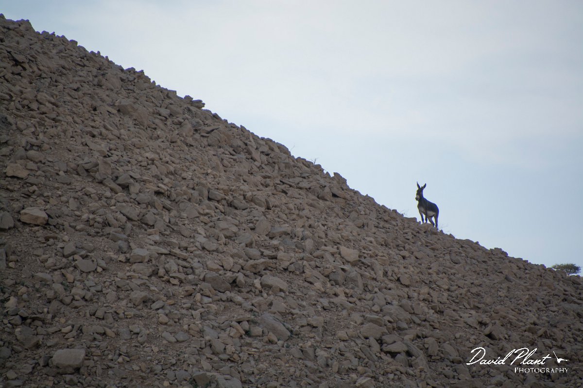 DPPhotography - Oman - Donkey - A.jpg - Donkey, Equus africanus asinus - Jabal Qatar, Oman