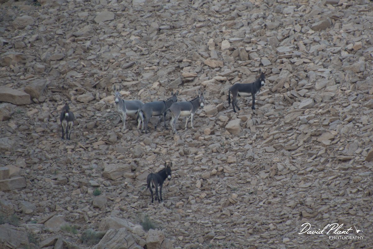 DPPhotography - Oman - Donkey - B.jpg - Donkey, Equus africanus asinus - Jabal Qatar, Oman