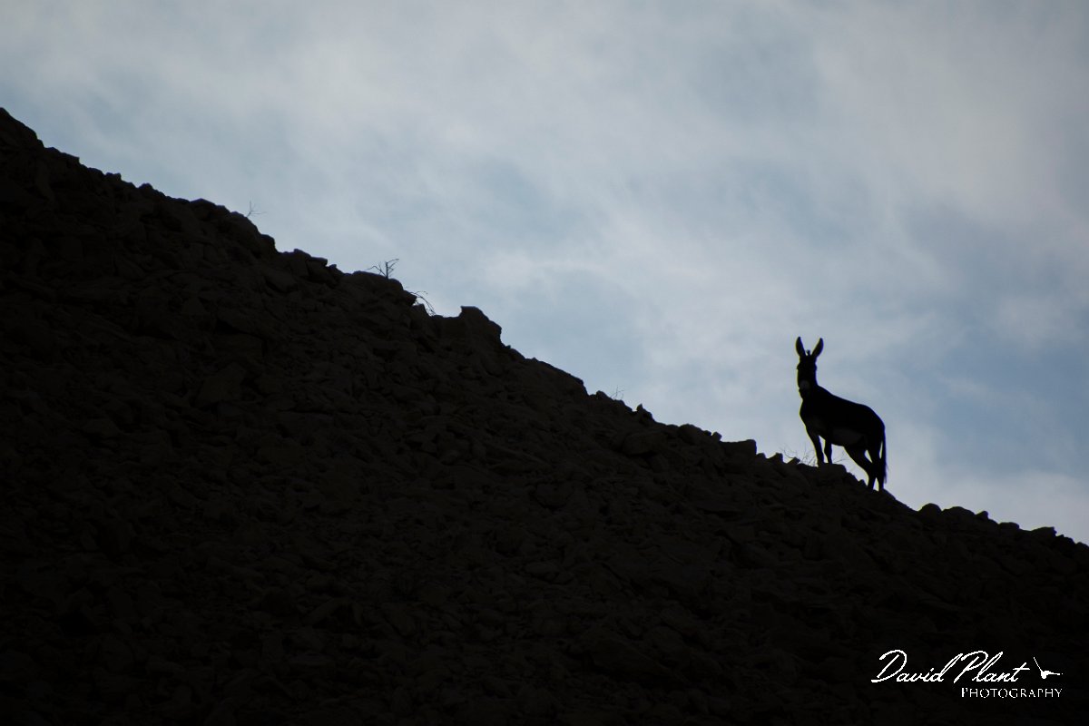 DPPhotography - Oman - Donkey - C.jpg - Donkey, Equus africanus asinus - Jabal Qatar, Oman