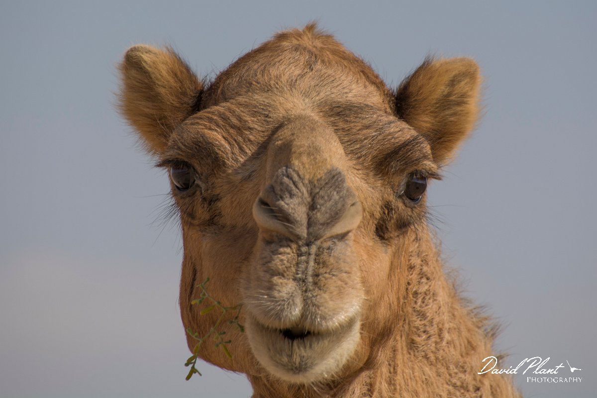 DPPhotography - Oman - Dromedary camel - A.jpg - Dromedary camel, Camelus dromedarius - Ar-Ramayli, Oman