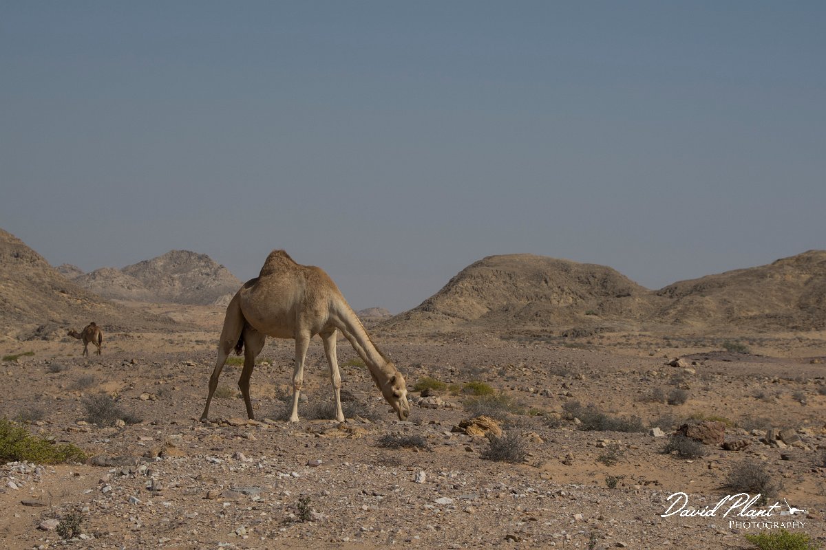DPPhotography - Oman - Dromedary camel - B.jpg - Dromedary camel, Camelus dromedarius - Ar-Ramayli, Oman