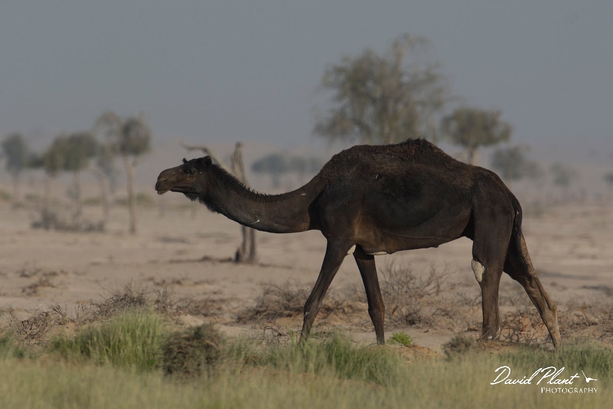 DPPhotography - Oman - Dromedary camel - C.jpg - Dromedary camel, Camelus dromedarius - Muntasar Oasis, Oman