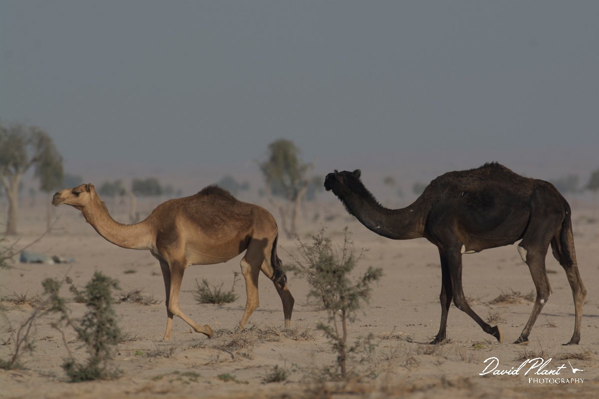 DPPhotography - Oman - Dromedary camel - E.jpg - Dromedary camel, Camelus dromedarius - Muntasar Oasis, Oman