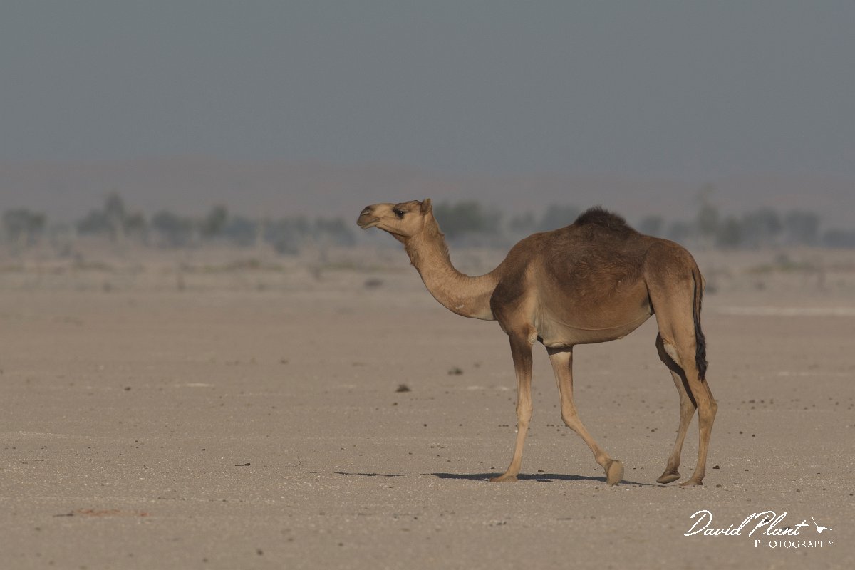 DPPhotography - Oman - Dromedary camel - F.jpg - Dromedary camel, Camelus dromedarius - Muntasar Oasis, Oman