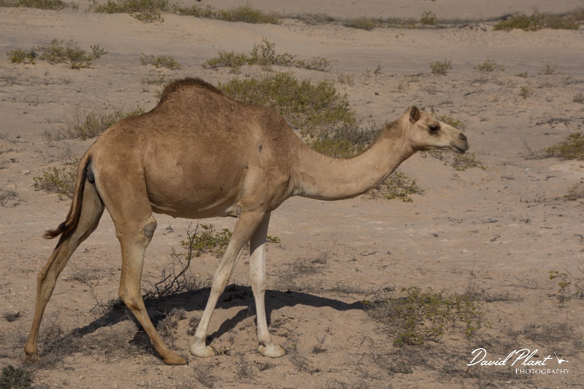 DPPhotography - Oman - Dromedary camel - G.jpg - Dromedary camel, Camelus dromedarius - Shannah, Oman