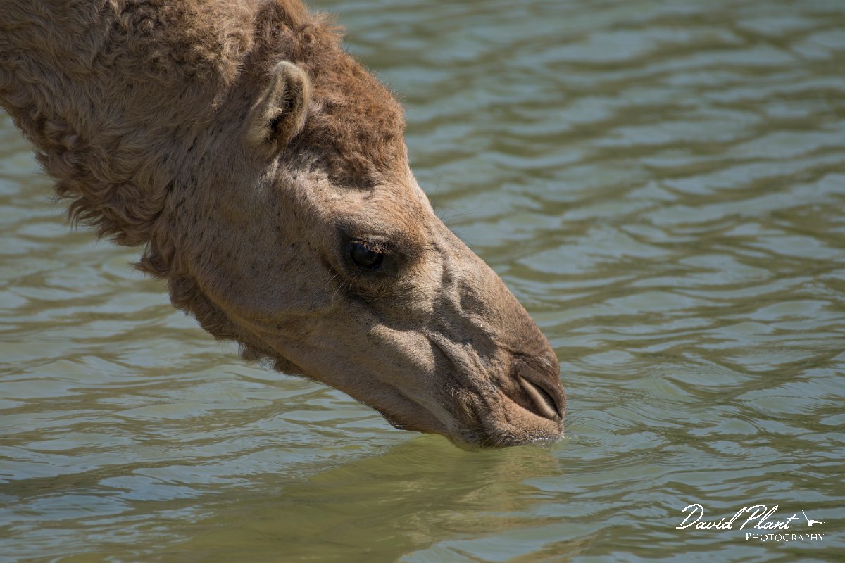 DPPhotography - Oman - Dromedary camel - H.jpg - Dromedary camel, Camelus dromedarius - Wadi Darbat, Oman
