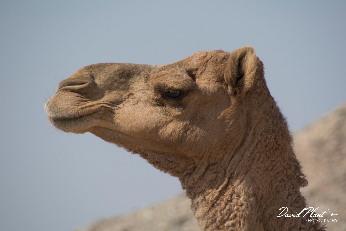 DPPhotography - Oman - Dromedary camel - J.jpg - Dromedary camel, Camelus dromedarius - Wahiba Sands, Oman
