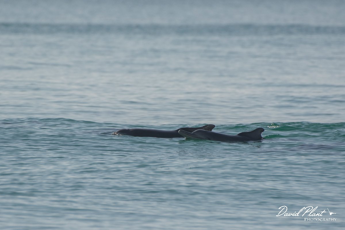 DPPhotography - Oman - Humpback dolphin - A.jpg - Indian humpback dolphin, Sousa plumbea - Ash Shuwaymiyyah beach, Oman