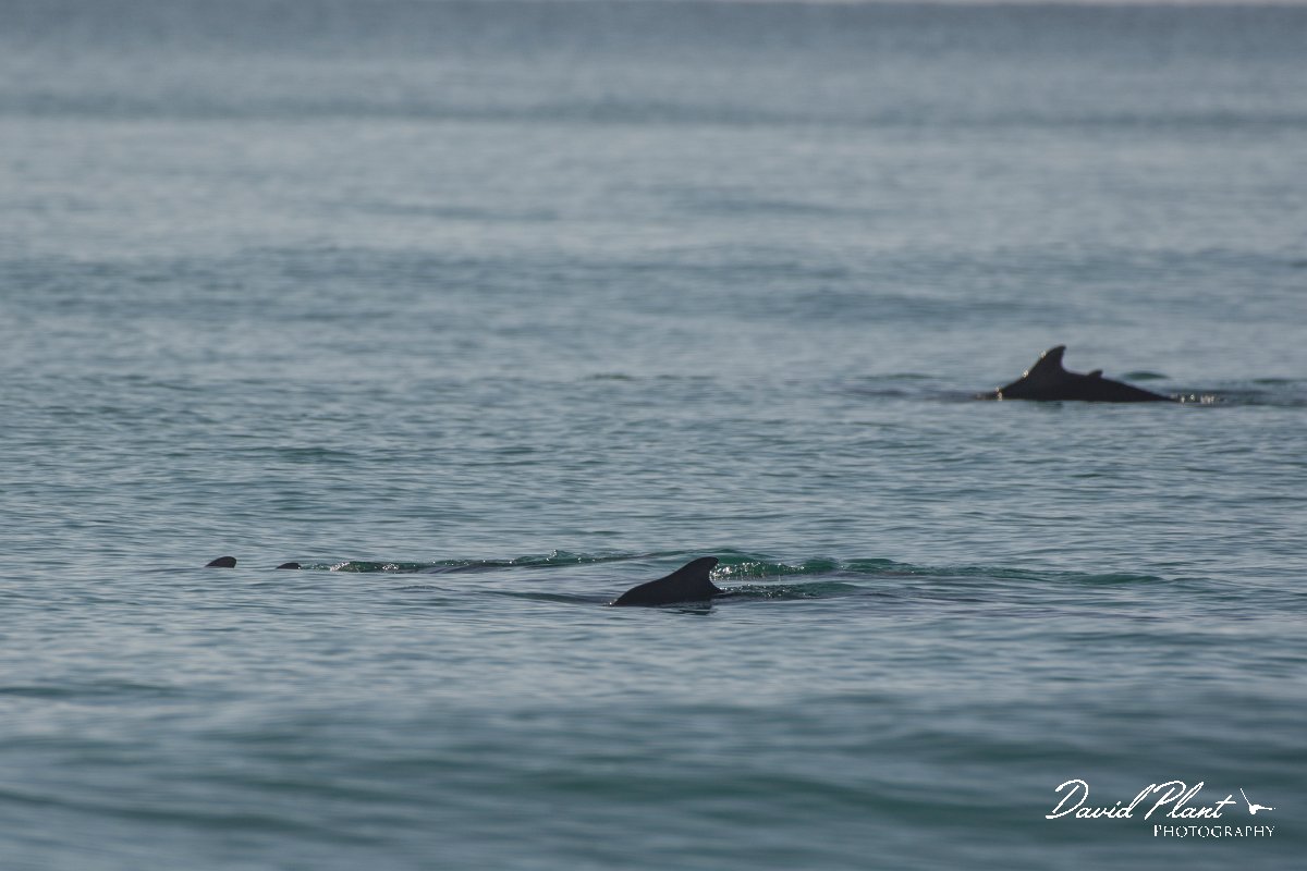 DPPhotography - Oman - Humpback dolphin - B.jpg - Indian humpback dolphin, Sousa plumbea - Ash Shuwaymiyyah beach, Oman