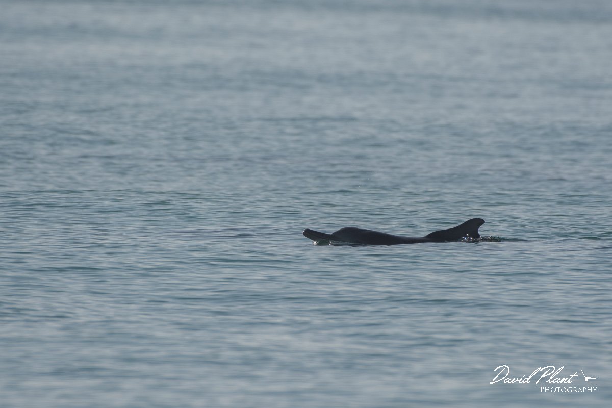 DPPhotography - Oman - Humpback dolphin - C.jpg - Indian humpback dolphin, Sousa plumbea - Ash Shuwaymiyyah beach, Oman