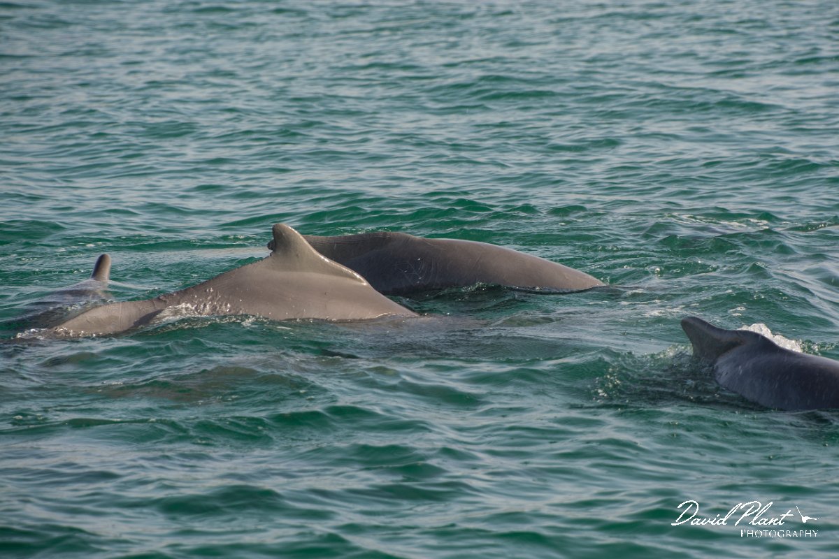 DPPhotography - Oman - Humpback dolphin - D.jpg - Indian humpback dolphin, Sousa plumbea - off Juweira Boutique Hotel, Oman