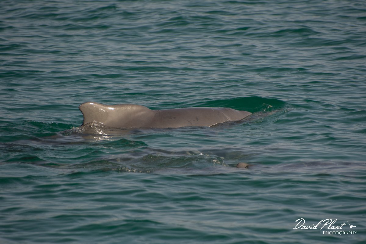 DPPhotography - Oman - Humpback dolphin - E.jpg - Indian humpback dolphin, Sousa plumbea - off Juweira Boutique Hotel, Oman