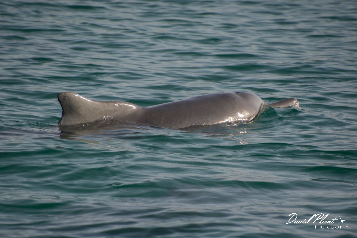 DPPhotography - Oman - Humpback dolphin - F.jpg - Indian humpback dolphin, Sousa plumbea - off Juweira Boutique Hotel, Oman