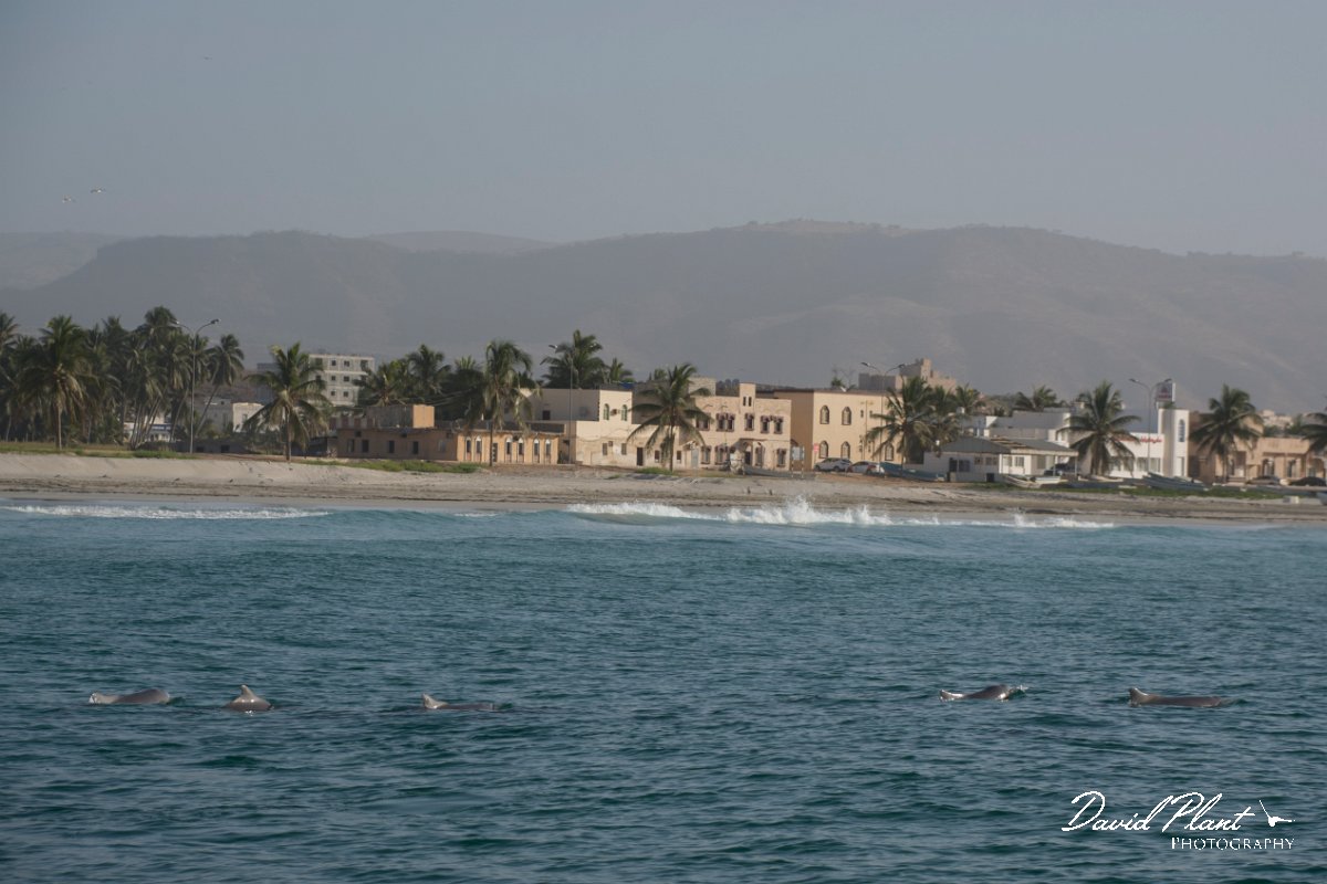 DPPhotography - Oman - Humpback dolphin - G.jpg - Indian humpback dolphin, Sousa plumbea - off Juweira Boutique Hotel, Oman