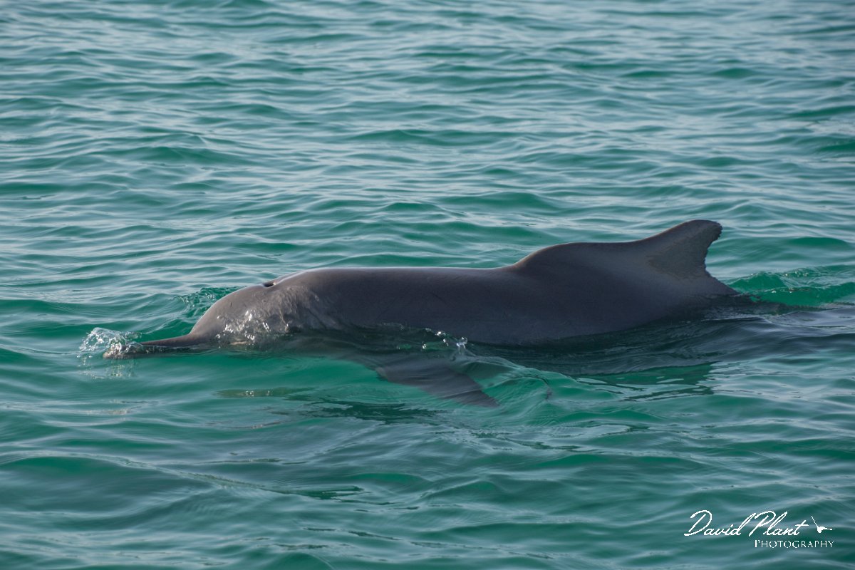 DPPhotography - Oman - Humpback dolphin - H.jpg - Indian humpback dolphin, Sousa plumbea - off Juweira Boutique Hotel, Oman